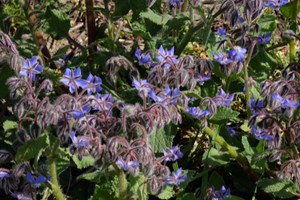 Ape su fiore di borragine