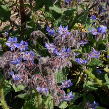 La borragine in fiore