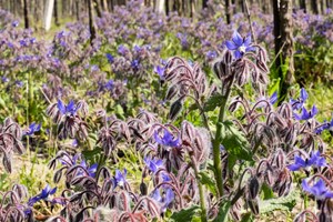 Fiore di borragine