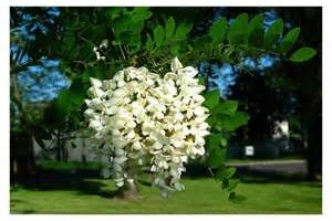 Acacia