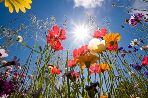 fiori di campo